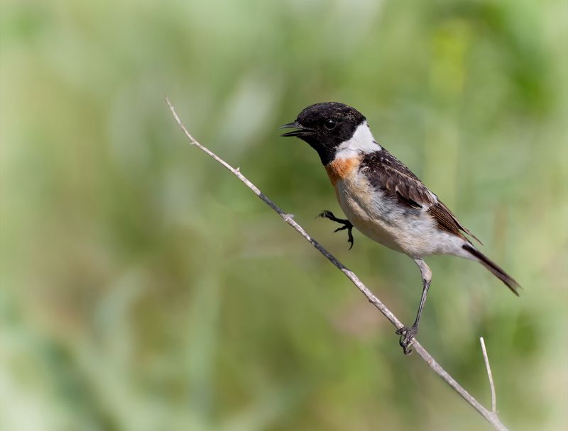 птица, черноголовый чекан, самец, черноголовый чекан.. фото превью