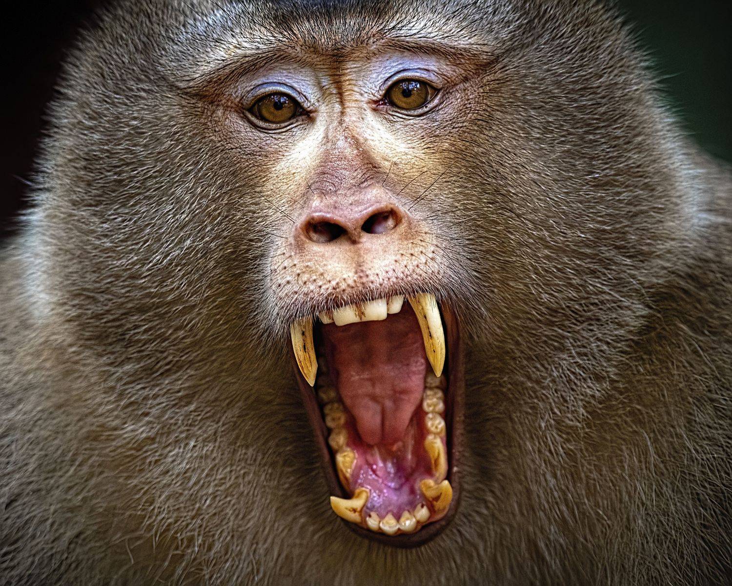 Pig-tailed Macaque Alpha Male Sepahijala Tripura, Arpan Saha