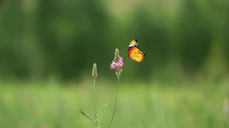 fly фото превью