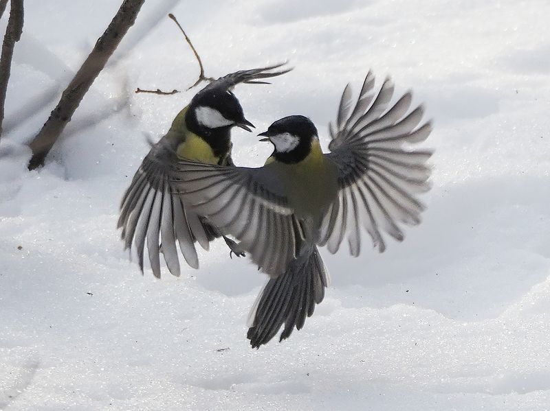 бои без правил 1 фото превью