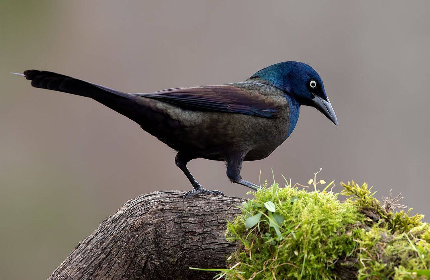 гракл, common grackle, grackle, зима, Etkind Elizabeth