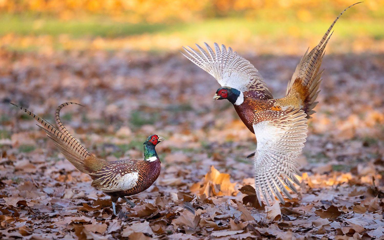 , Robert Adamec