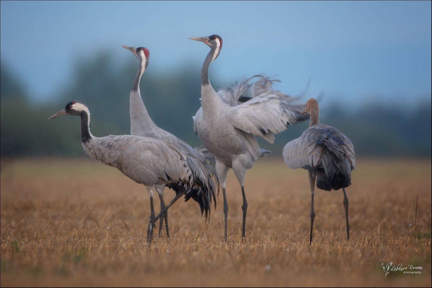 серый, журавль, лобанов, сергиев, посад, пересвет, Лобанов Роман