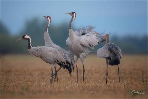 В ожидании зари ...