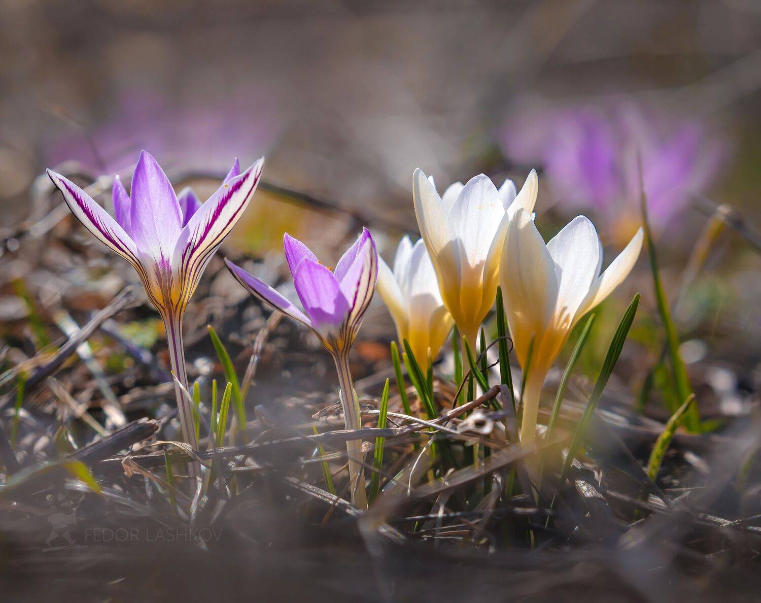 ставропольский край, ставрополье, весна, цветы, степь, цветение, крокус, шафран, цветок, весенний, степное, в траве, весна22, рост, первоцвет,, Лашков Фёдор