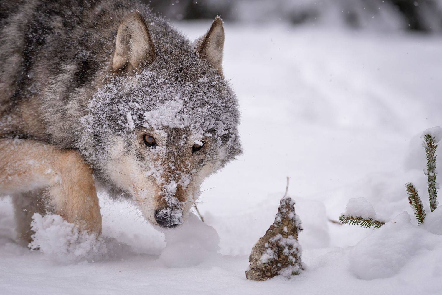 Волк, хищник, портрет, зима, заповедник, лес, Татьяна Степанова