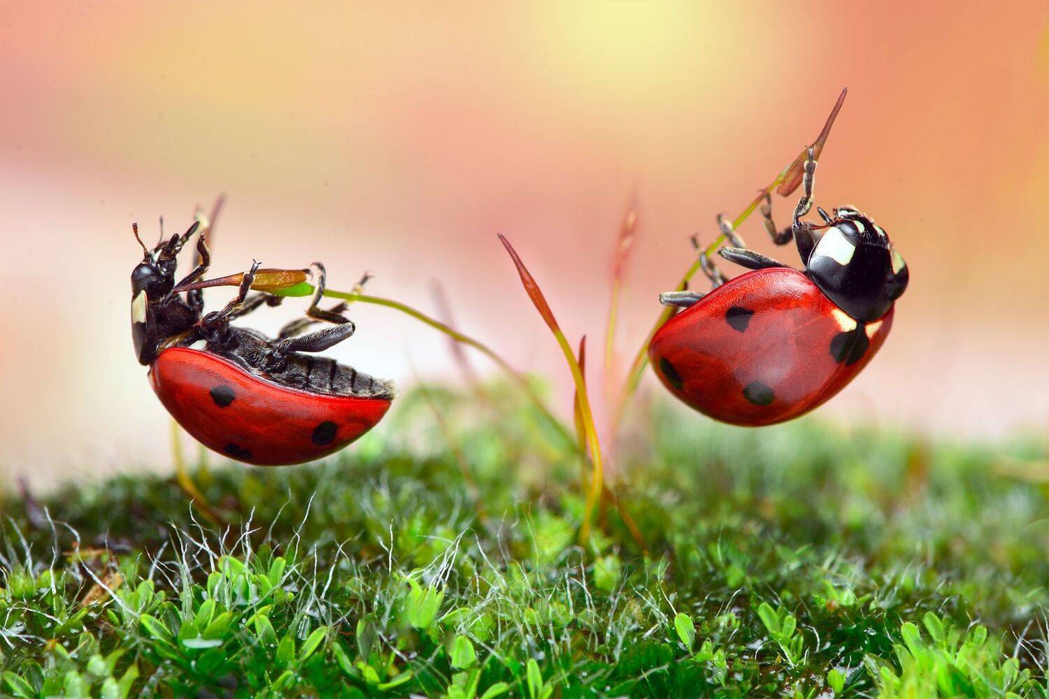 ceclii, macro, Tsvetan Ganev