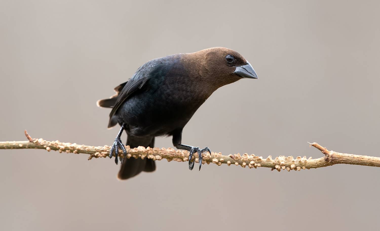 brown-headed cowbird, буроголовый коровий трупиал, зима, трупиал, Etkind Elizabeth