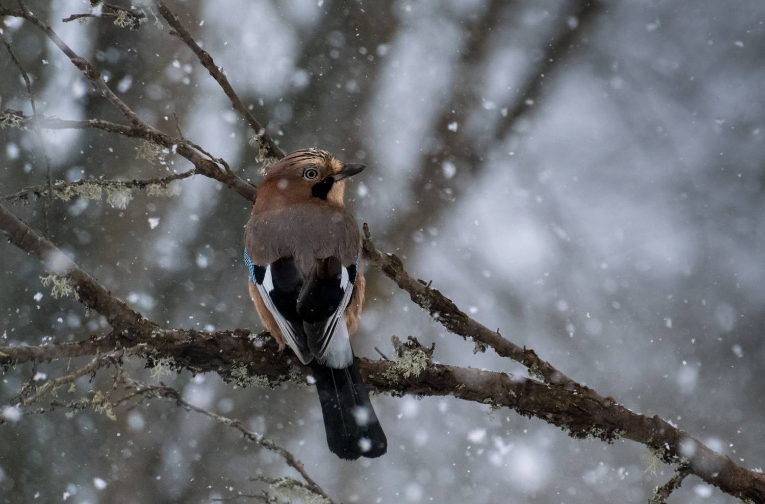 сойка, снег, снегопад, красный бор, беларусь, нд, птица, февраль, птицы, фототур в красный бор, фотоохота, природа, jay, snow, snowfall, krasny bor, belarus, nd, bird, february, в лесах беларуси, Демкина Надежда