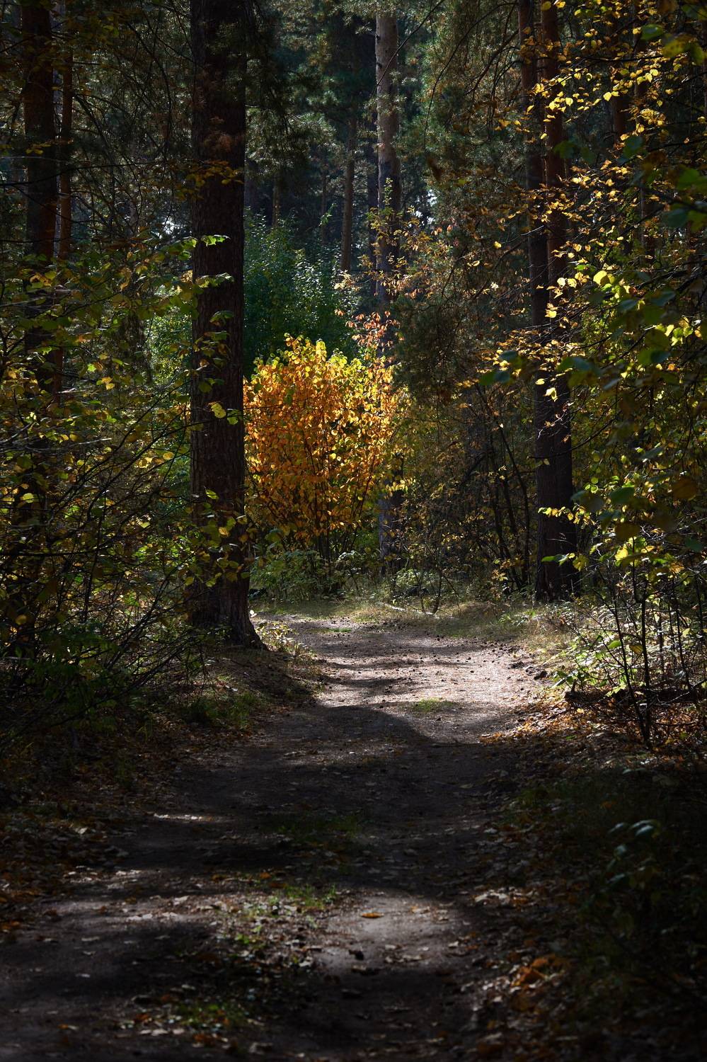 , Владимир Краснов