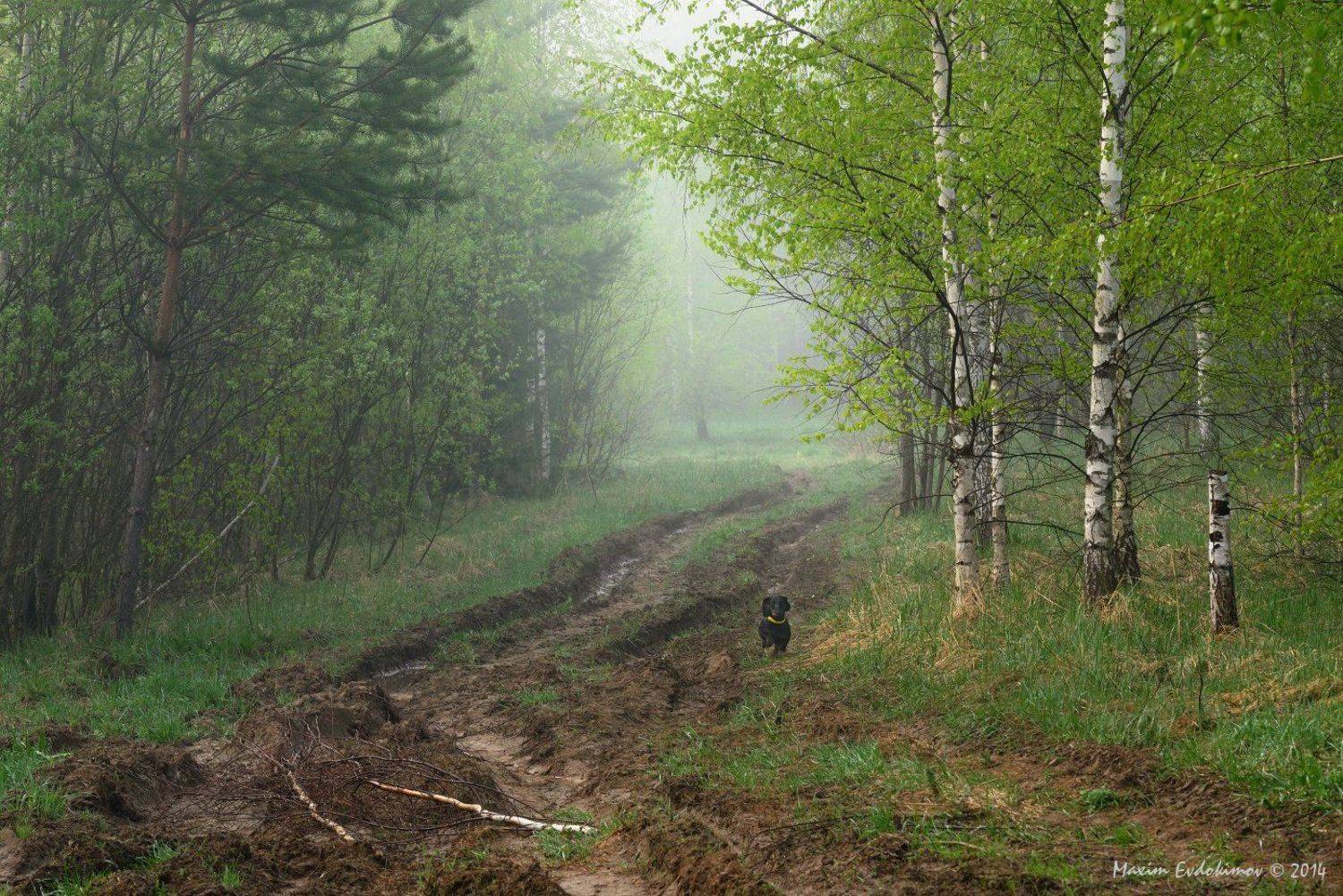 , Максим Евдокимов