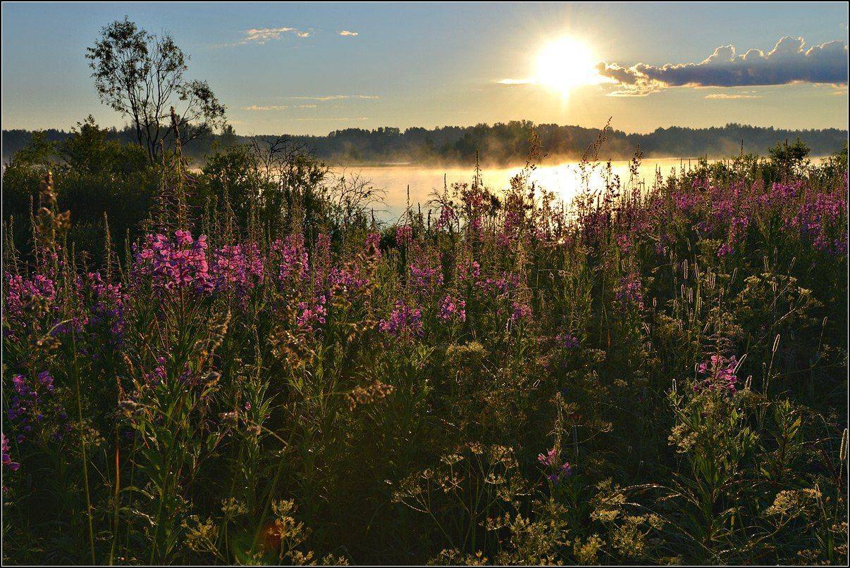 тверская обл., рассвет, солнце, озеро, туман, цветы, АНАТОЛИЙ ДОВЫДЕНКО