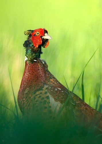 Portrait of a pheasant