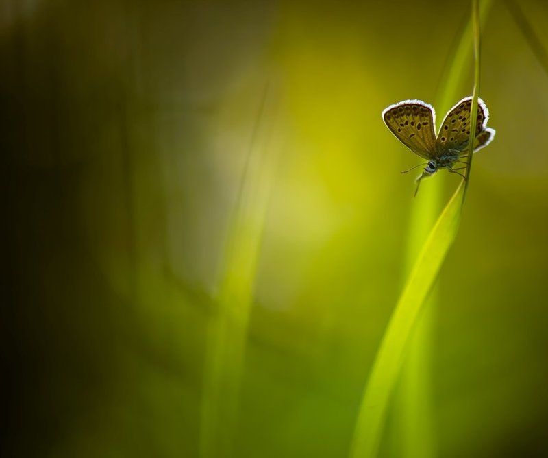 Утренние грезы... фото превью