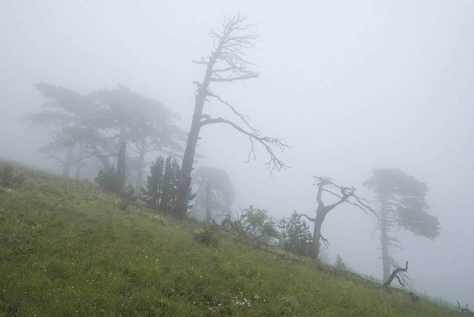 , Саша  Вайсберг / Waldschnepfe /