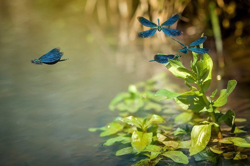 Красотка тёмнокрылая, Красотка-девушка, Природа Красотки-девушки фото превью