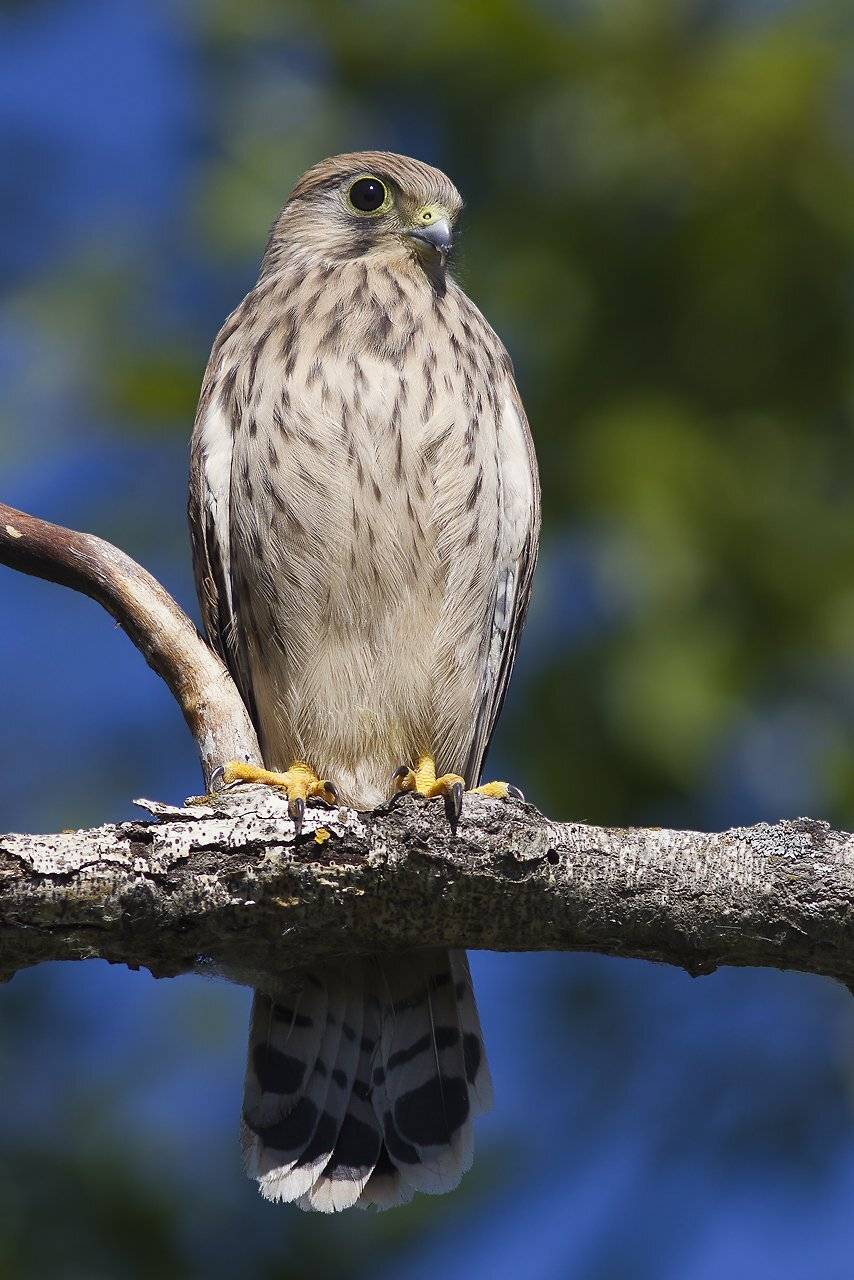 , Дмитрий Кугувалов