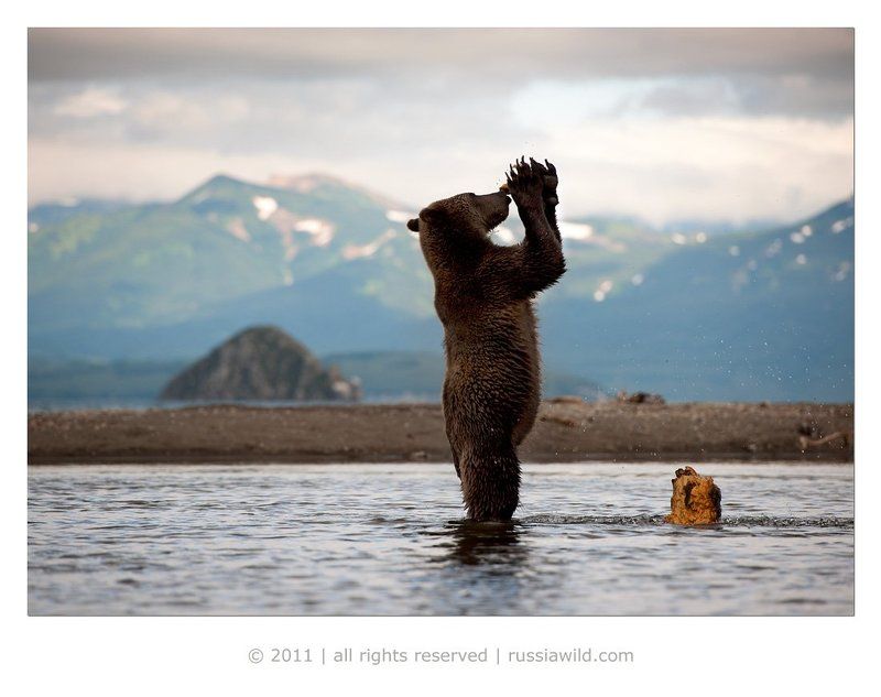 Очень вкусный и полезный пень фото превью