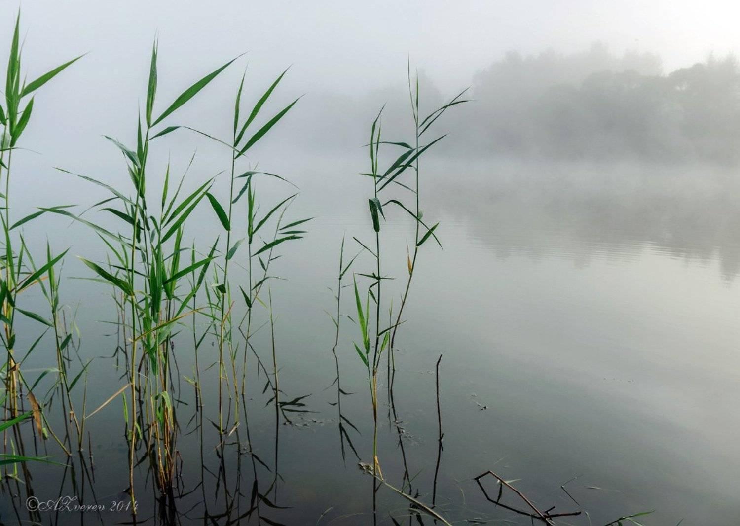 , Анатолий Зверев