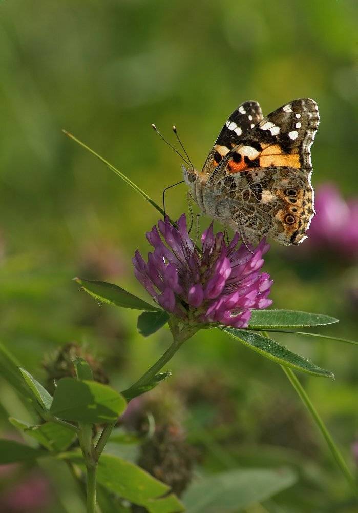 , Чепленко Алексей