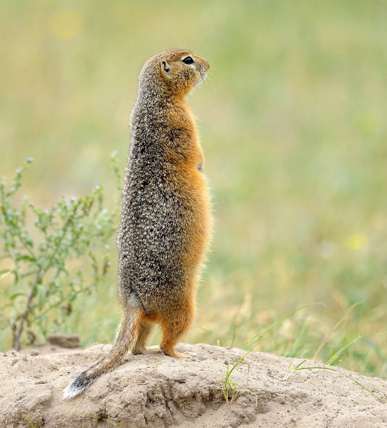 животные, якутия, alexdersu