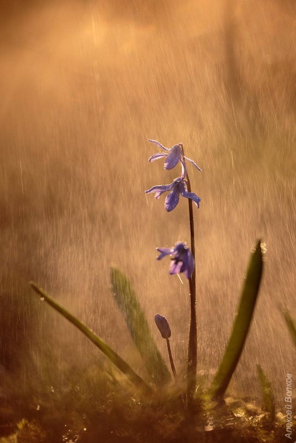 Дикая природа, Пролеска, Сцилла, Алексей Волков