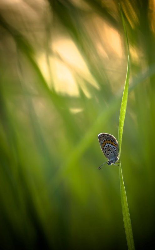 А зори здесь тихие... фото превью