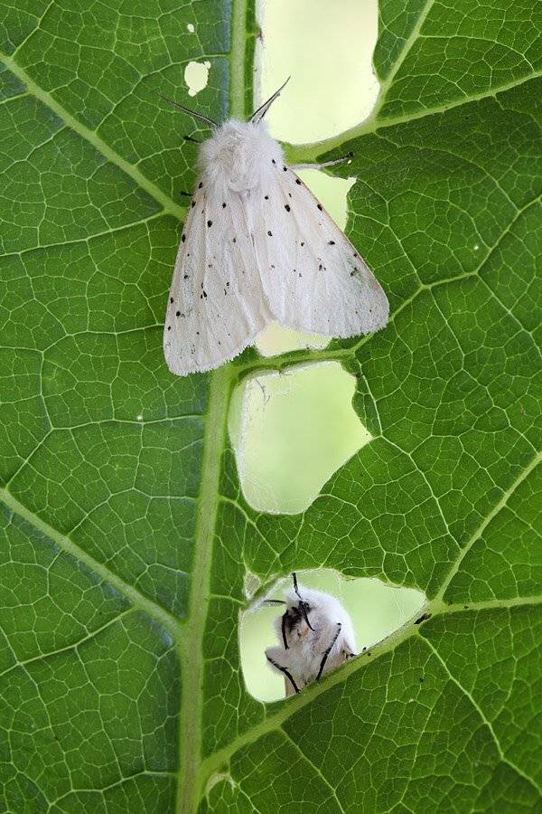 , Сергей Таланов
