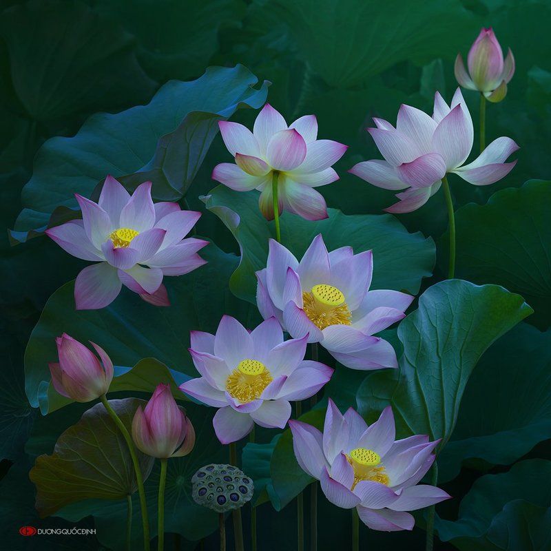 Lotus фото превью