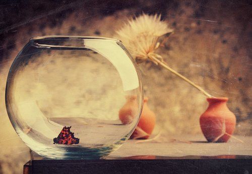 Rip Out The Wings Of A Butterfly