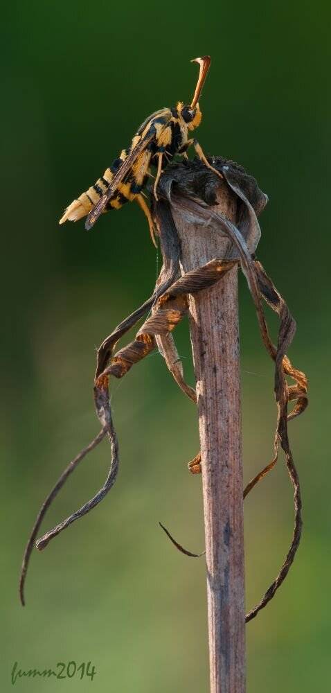 , Игорь ФУММ