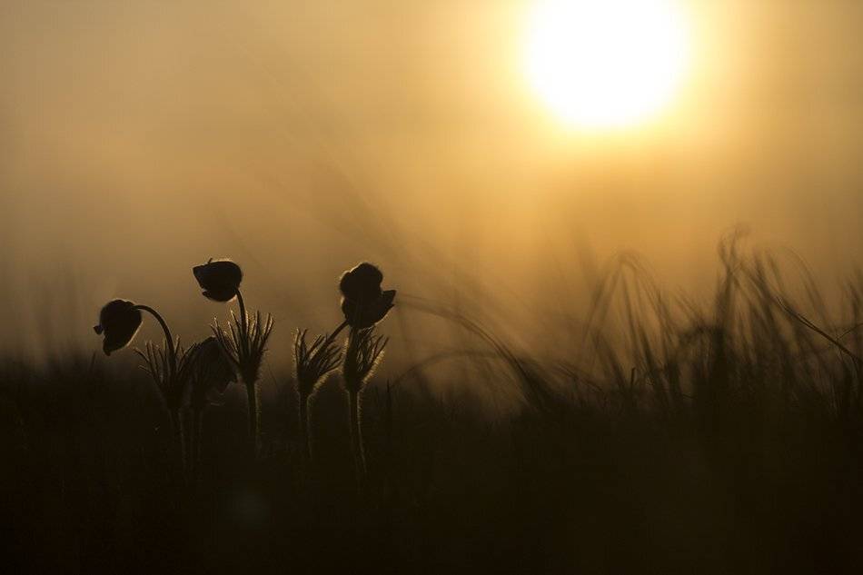 , Иваненко Светлана