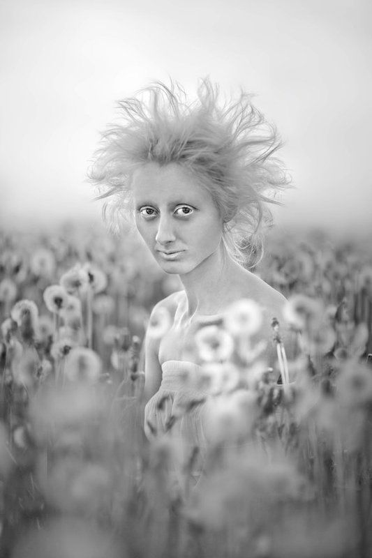 Одуванчики фото превью