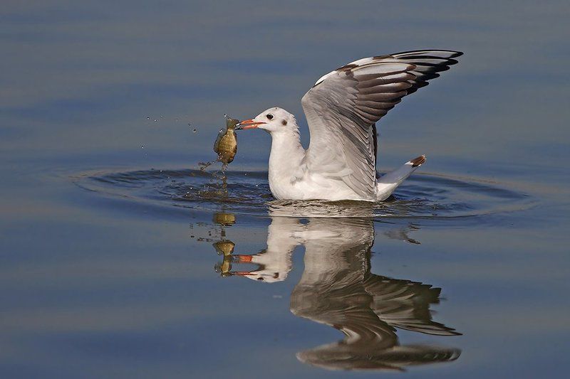 Ловись рыбка.. фото превью