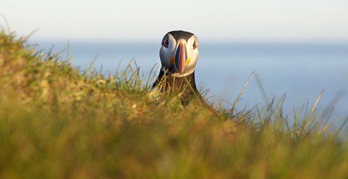 Льды, вулканы и птицы