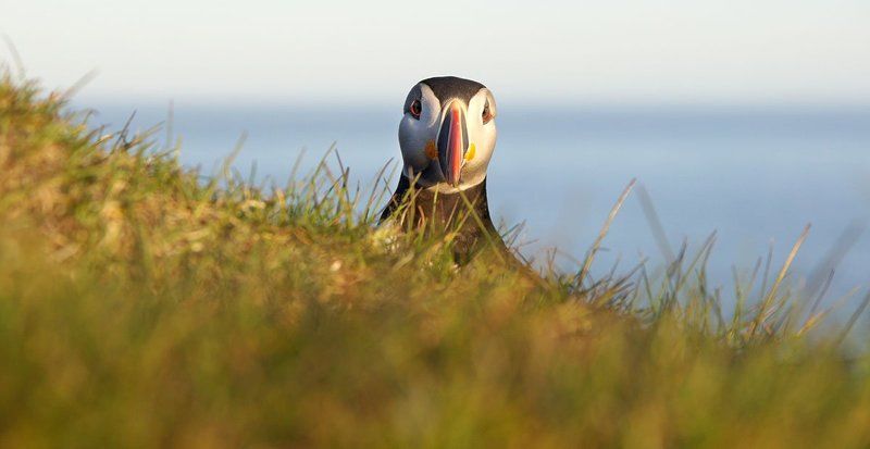 дорога, исландия, лёд, птицы, тенерифе Льды, вулканы и птицы фото превью