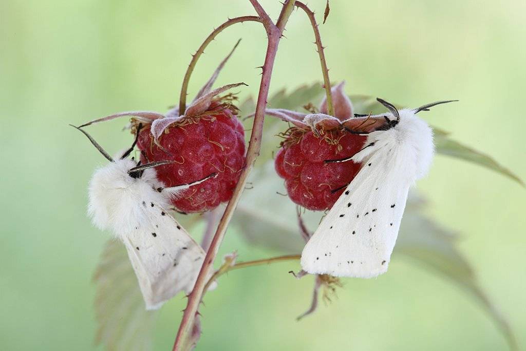 , Сергей Таланов