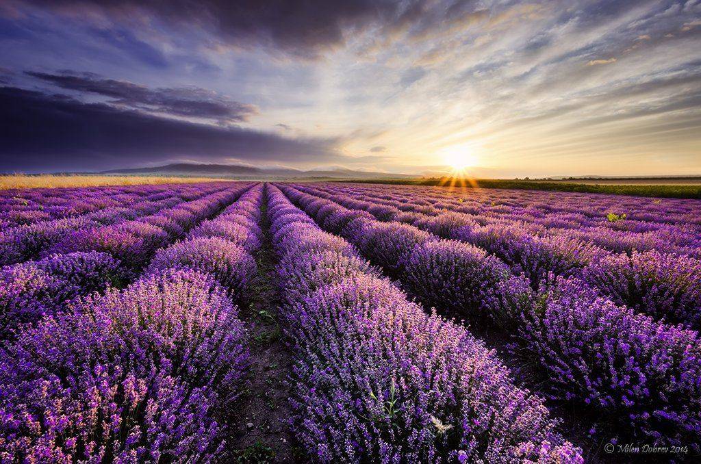 Bulgaria, Lavender, Sunrise, Милен Добрев
