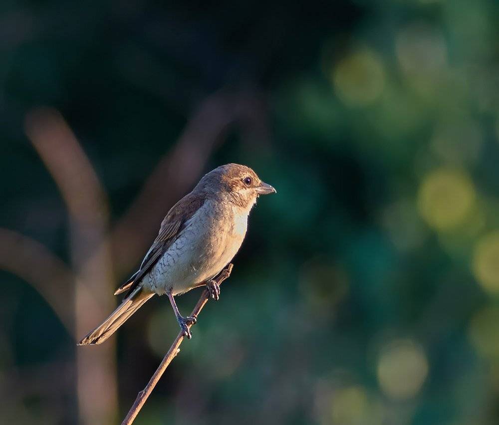 жулан, жулан обыкновенный, Alexey Gnilenkov