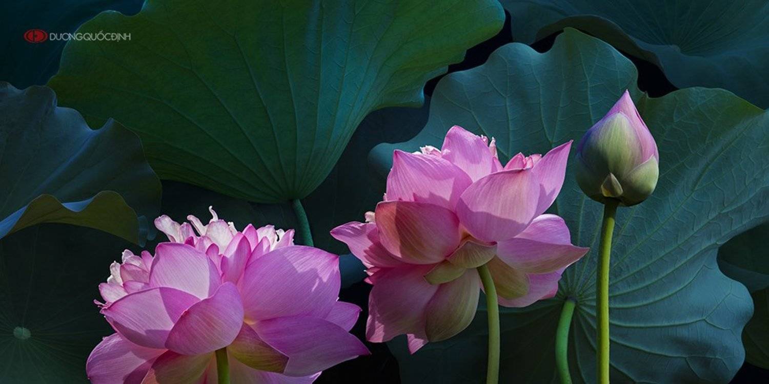 Lotus. Автор: duong quoc dinh , duong quoc dinh