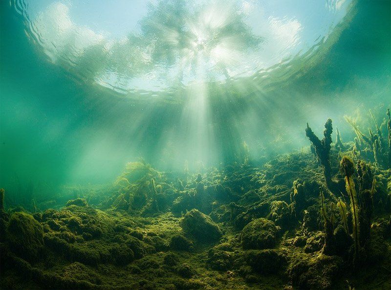 Green, Plants, Russia, Sun, Tree, Underwater, Water Two world фото превью