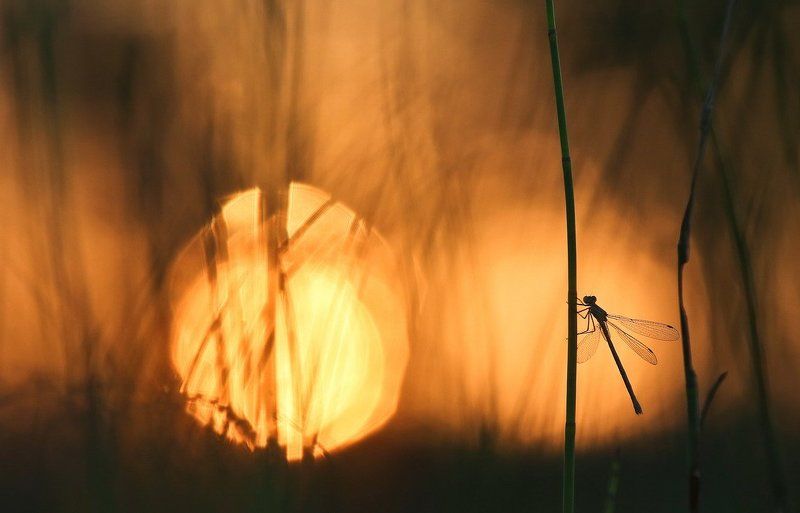 Сон. фото превью