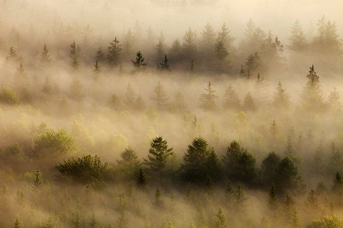 Trees in the Mist