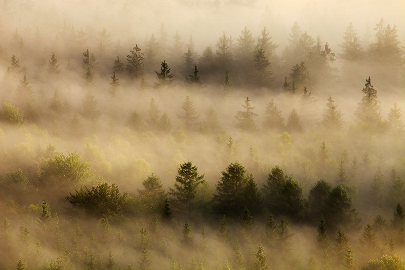 Trees in the Mist фото превью