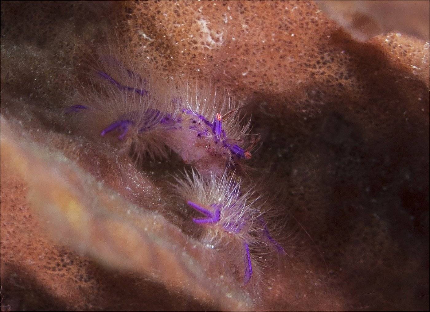 филиппины, себу, ночной дайвинг, макро, Сергей Гаспарян