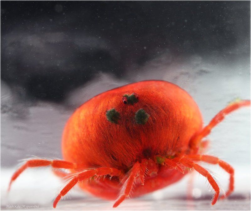 Синьор-помидор фото превью