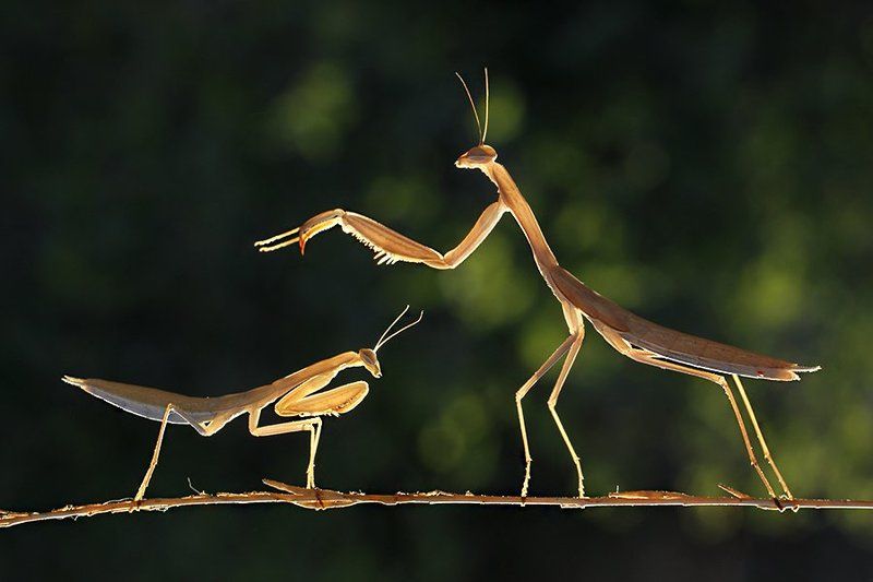 mantis religiosa фото превью