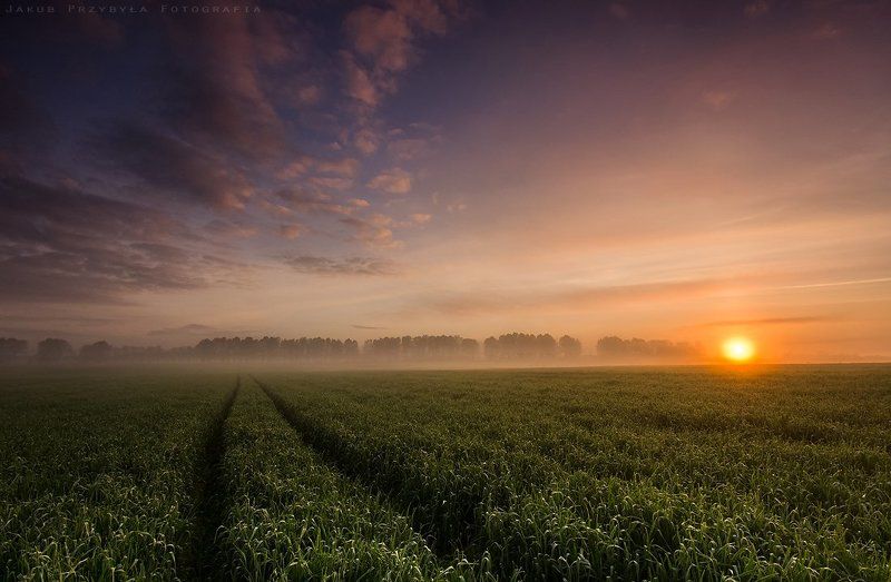 Fog, Jakub przybyla Spring field фото превью