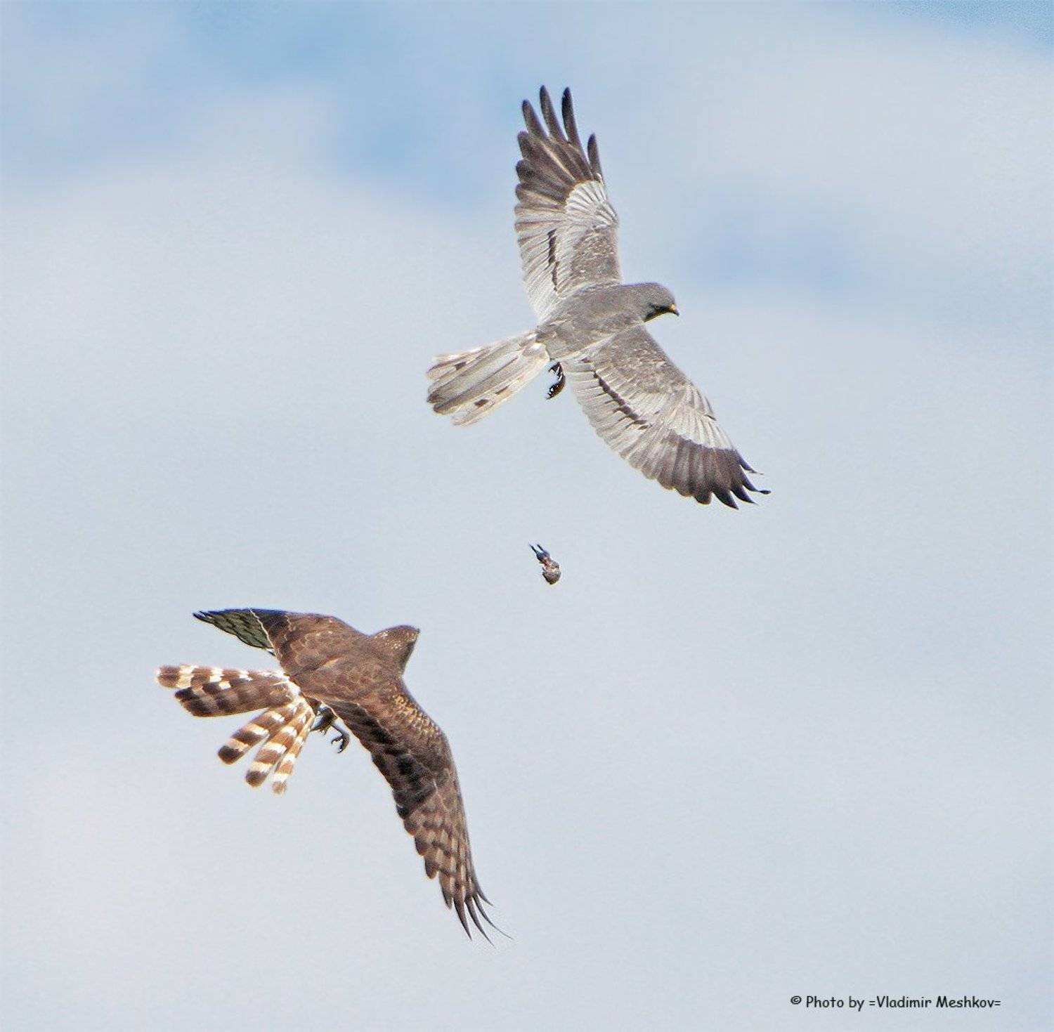 , &copy; =Vladimir Meshkov=