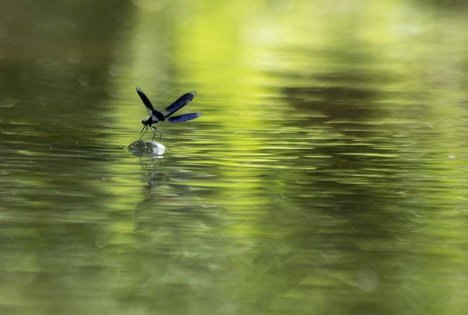 , Иваненко Светлана